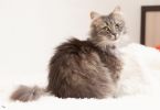 Malva (4)